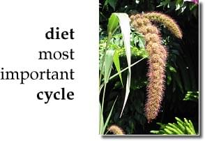 Cycles of the Season - Article - Photo of Spray Millet