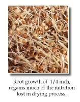 Cycles of the Season - Photo of Sprouts close up