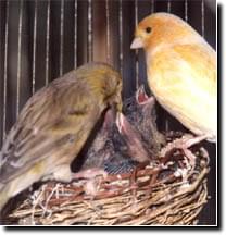 Do birds see color? - Photo of Canaries feeding young