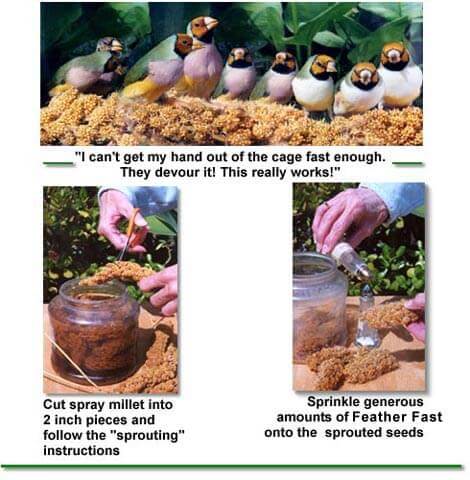 Sprouting Seeds - Photos how to - Ladygouldianfinch.com