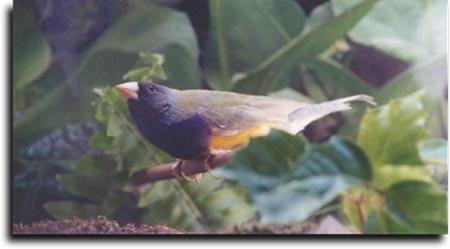Article on Stress - ladygouldianfinch.com