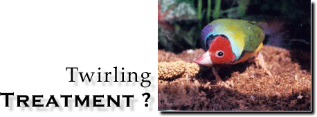Twirling Treatment? - Article and Information - Ladygouldianfinch.com