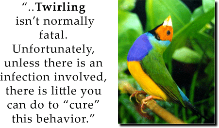 Twirling Treatment - Artitcle and Information - ladygouldianfinch.com
