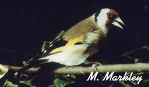 European Goldfinch Male