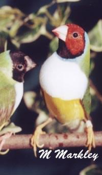 Gouldian Finches - ladygouldianfinch - Species Infomation
