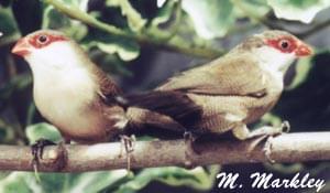 St. Helena Waxbill - ladygouldianfinch - Species Information