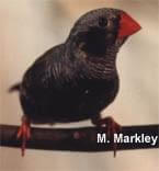 Black Face Black Cheek Male - ladygouldianfinch - species information