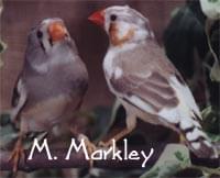 Male and Female Pieds