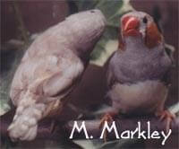 Male and Female Recessive Silvers - ladygouldianfinch - species