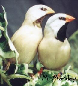 Long-Tail Grassfinches - ladygouldianfinch - species information