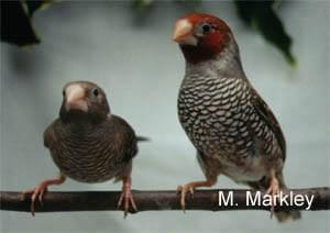 African Red Head Pair - ladygouldianfinch - species information