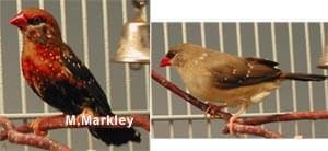 Strawberry Finch Pair - Article on Strawberry Finches