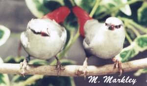 Lavender Waxbill Pair - ladygouldianfinch - species information