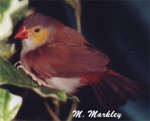 Orange Cheek Waxbill - ladygouldianfinch - species information